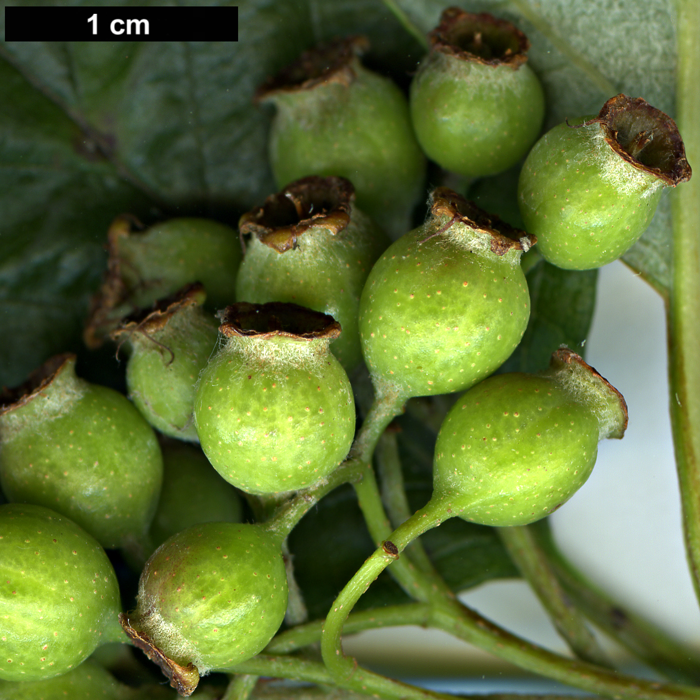 High resolution image: Family: Rosaceae - Genus: Sorbus - Taxon: coronata